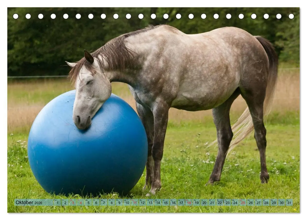Bild: 9783457984697 | Lustiger Schimmel - ein Pferd mit Humor (Tischkalender 2026 DIN A5...