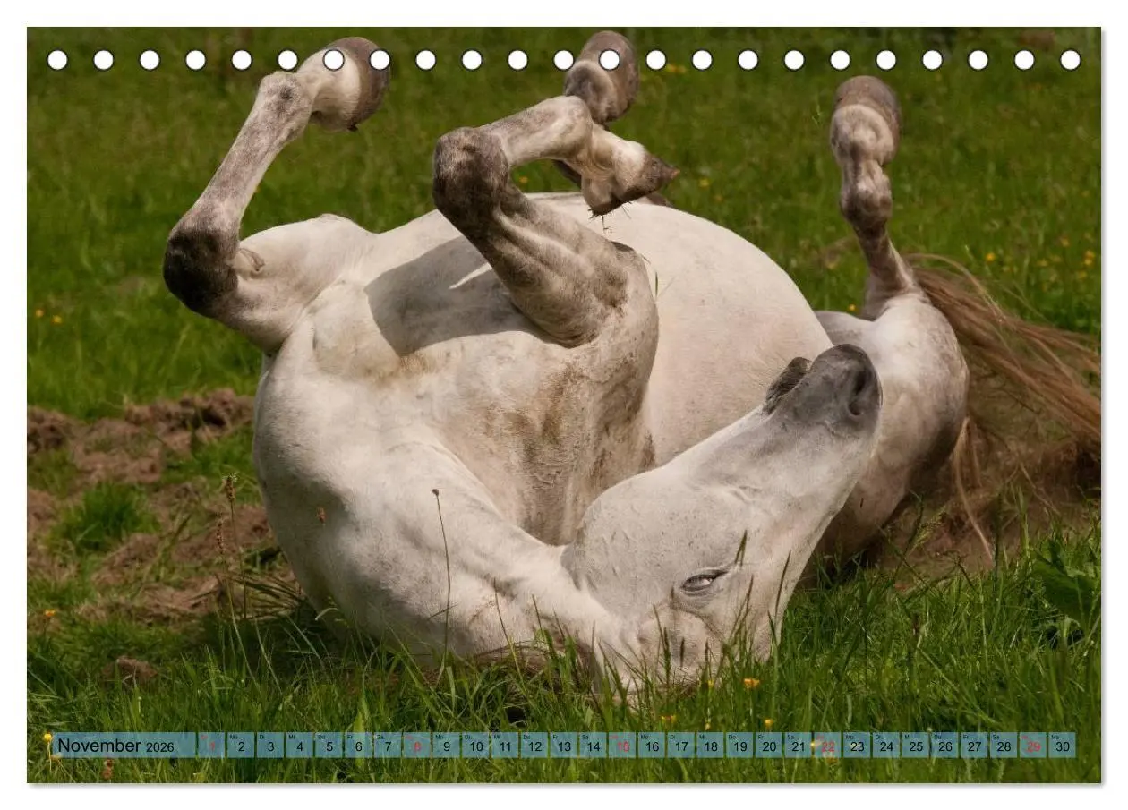 Bild: 9783457984697 | Lustiger Schimmel - ein Pferd mit Humor (Tischkalender 2026 DIN A5...