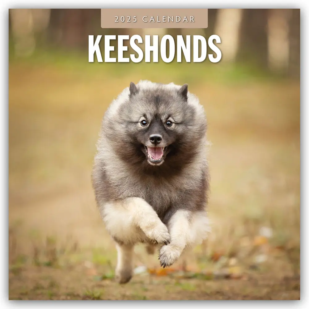 Cover: 9781804424797 | Keeshonds - Wolfsspitz 2025 - 16-Monatskalender | Ltd | Kalender