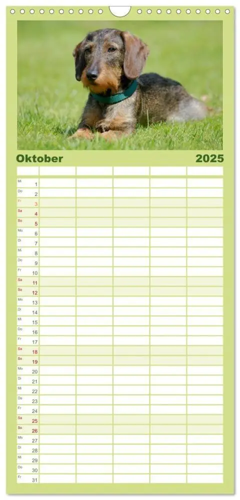 Bild: 9783457114797 | Familienplaner 2025 - Liebenswerte Rabauken - Rauhaardackel mit 5...