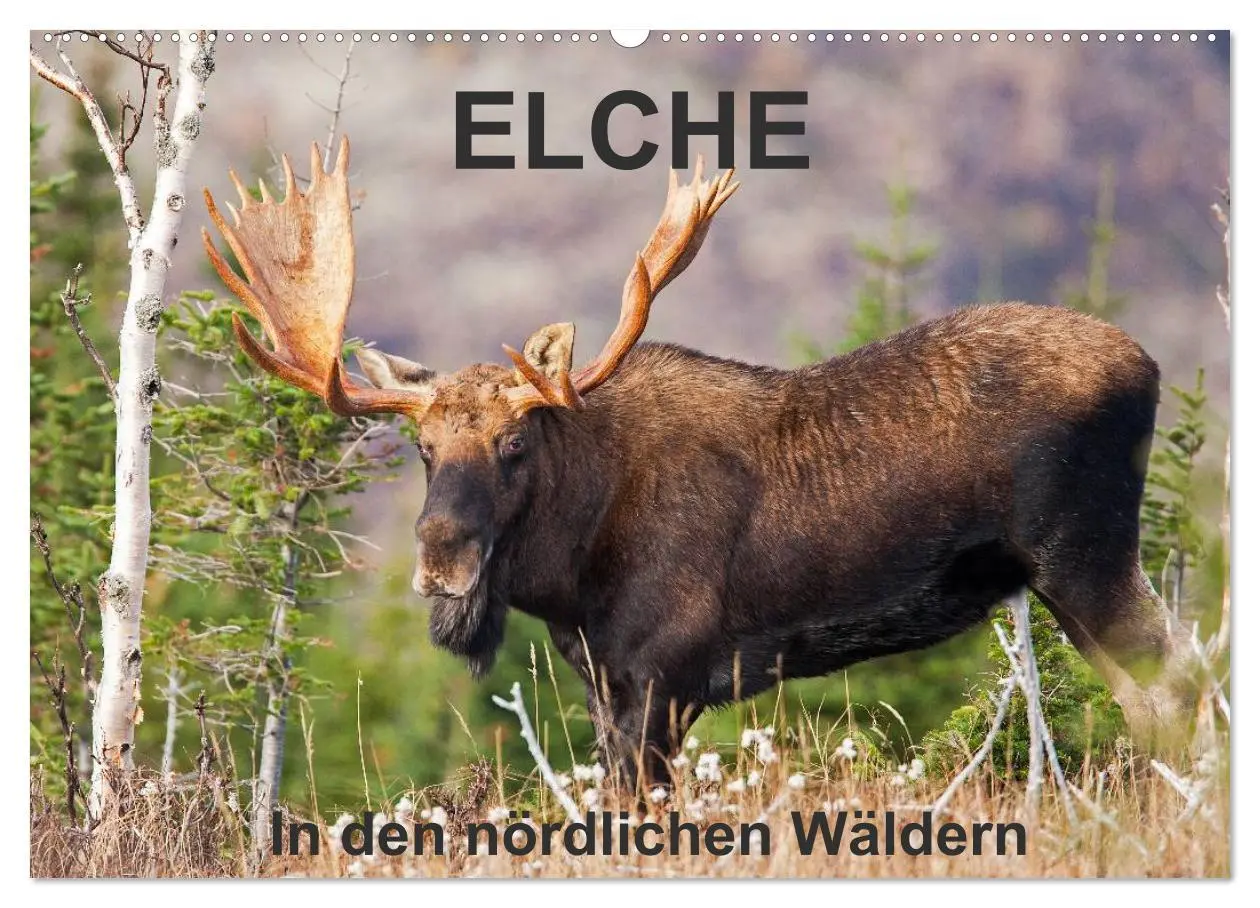 Cover: 9783516064797 | ELCHE In den nördlichen Wäldern (Wandkalender 2026 DIN A2 quer),...