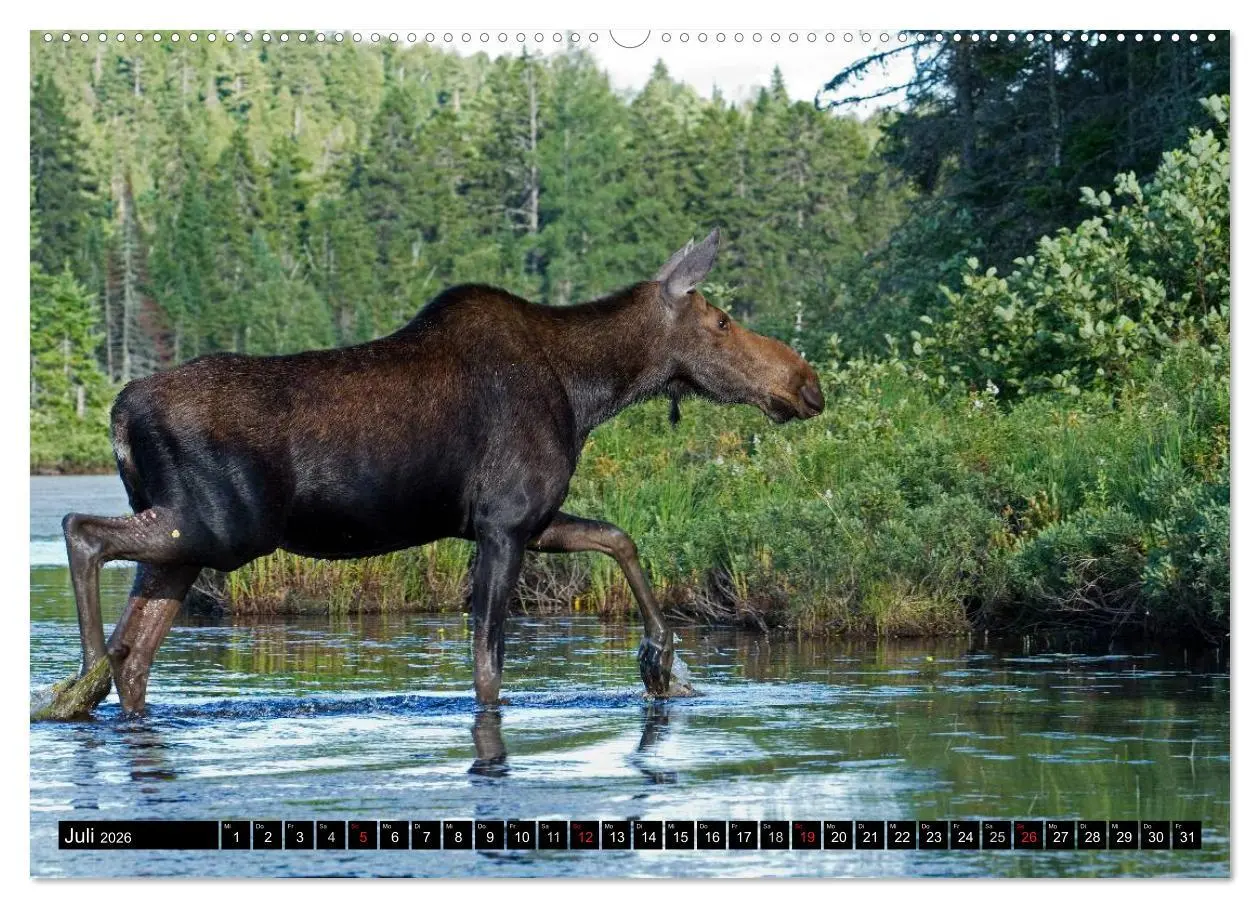 Bild: 9783516064797 | ELCHE In den nördlichen Wäldern (Wandkalender 2026 DIN A2 quer),...