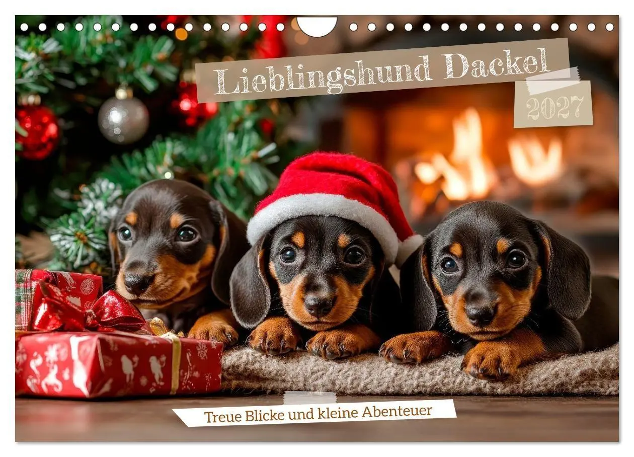 Cover: 9783516814897 | Lieblingshund Dackel (Wandkalender 2027 DIN A4 quer), CALVENDO...