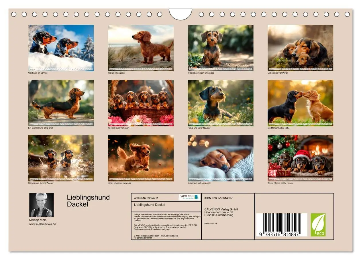 Bild: 9783516814897 | Lieblingshund Dackel (Wandkalender 2027 DIN A4 quer), CALVENDO...