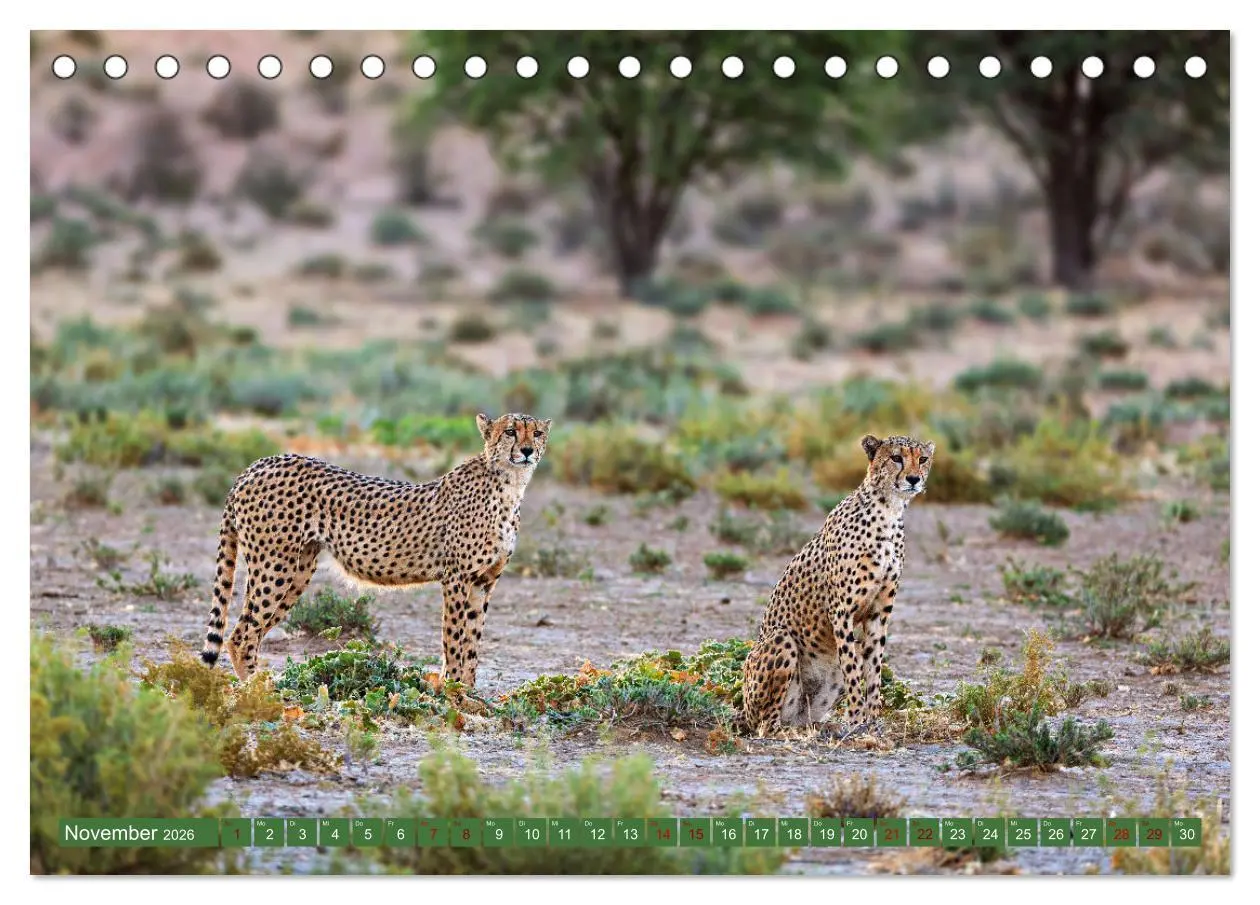 Bild: 9783457264997 | Afrikas Tierwelt - Geparde (Tischkalender 2026 DIN A5 quer),...