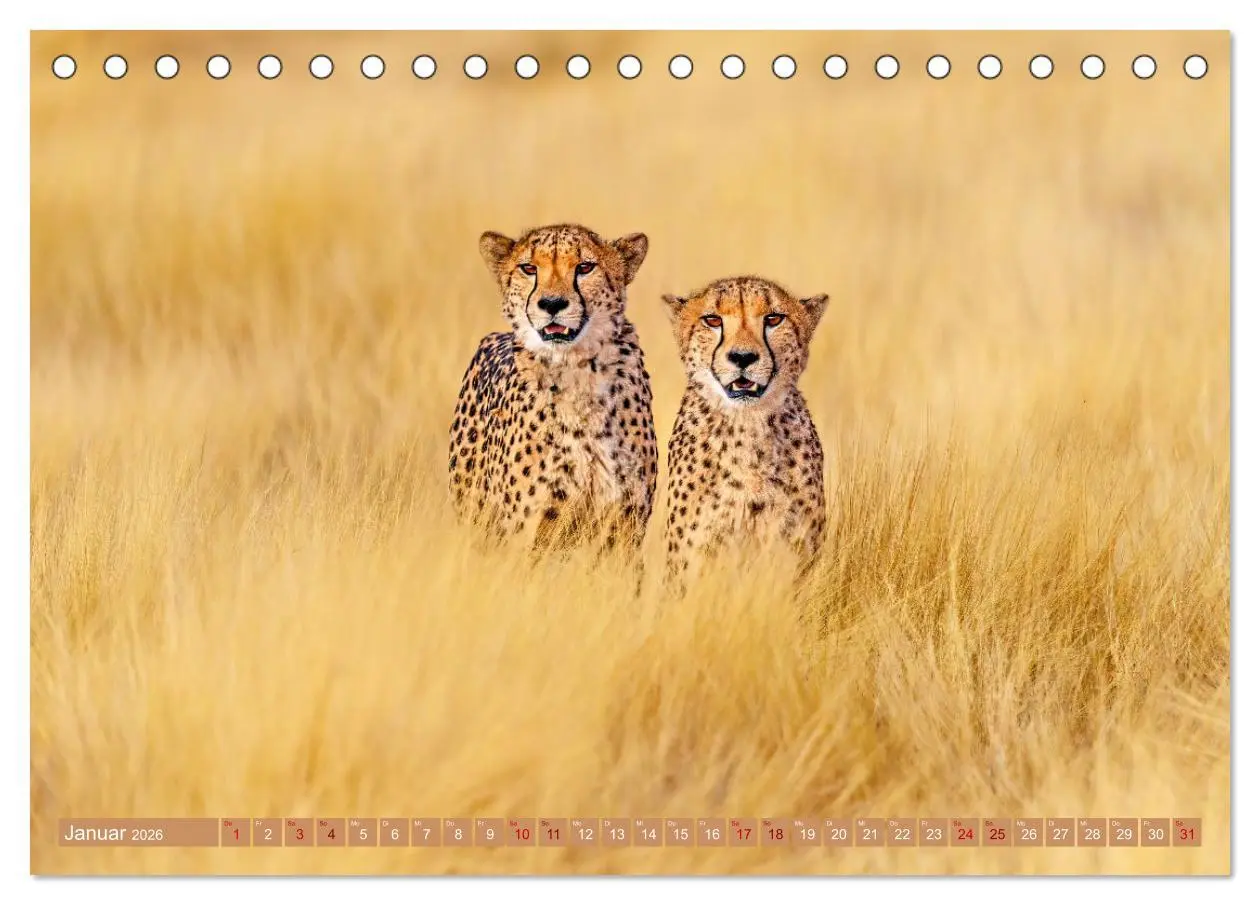 Bild: 9783457264997 | Afrikas Tierwelt - Geparde (Tischkalender 2026 DIN A5 quer),...