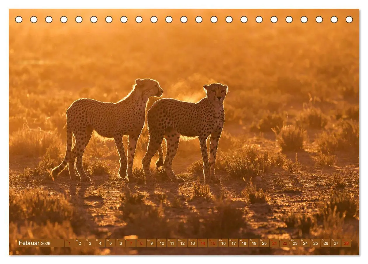 Bild: 9783457264997 | Afrikas Tierwelt - Geparde (Tischkalender 2026 DIN A5 quer),...