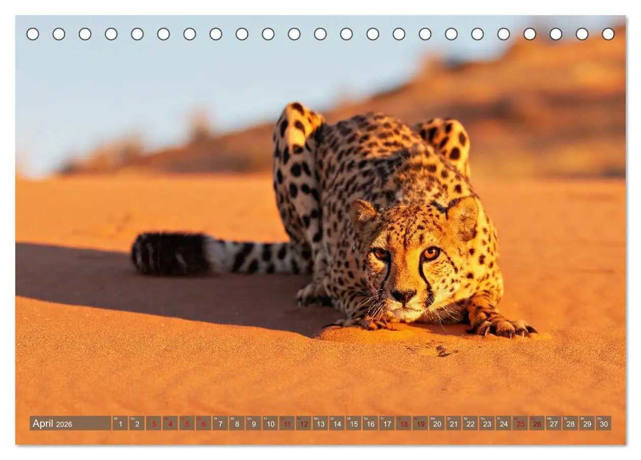 Bild: 9783457264997 | Afrikas Tierwelt - Geparde (Tischkalender 2026 DIN A5 quer),...