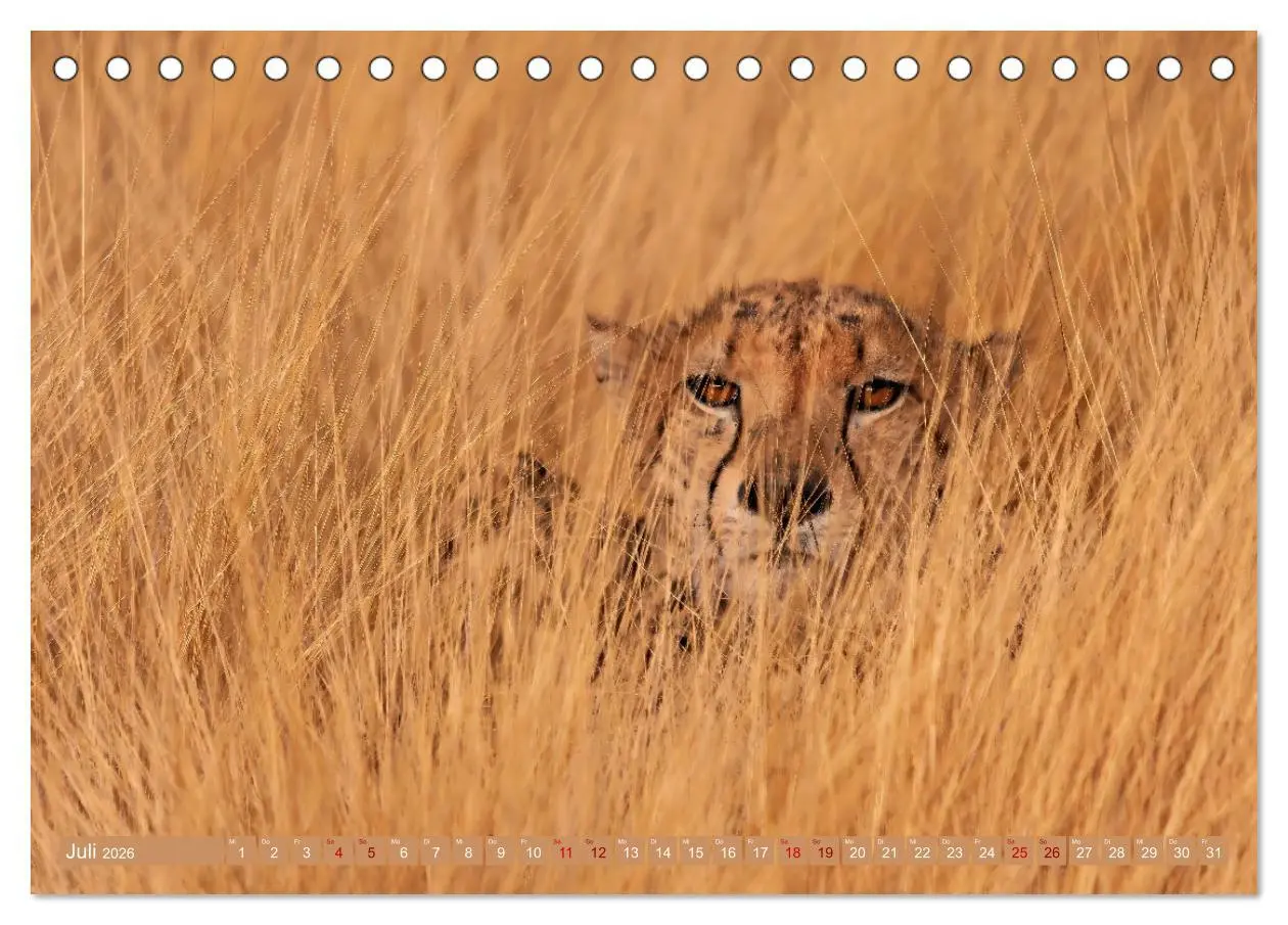 Bild: 9783457264997 | Afrikas Tierwelt - Geparde (Tischkalender 2026 DIN A5 quer),...