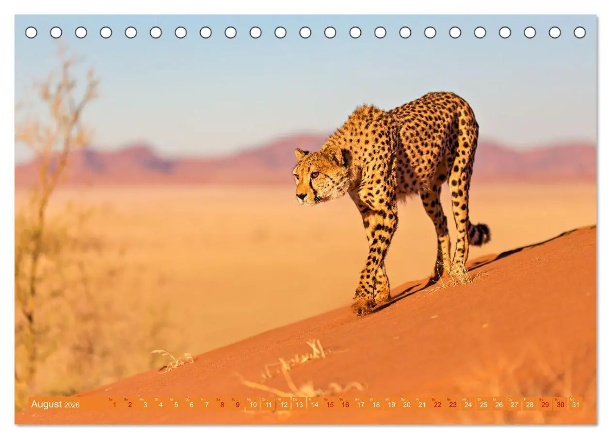 Bild: 9783457264997 | Afrikas Tierwelt - Geparde (Tischkalender 2026 DIN A5 quer),...