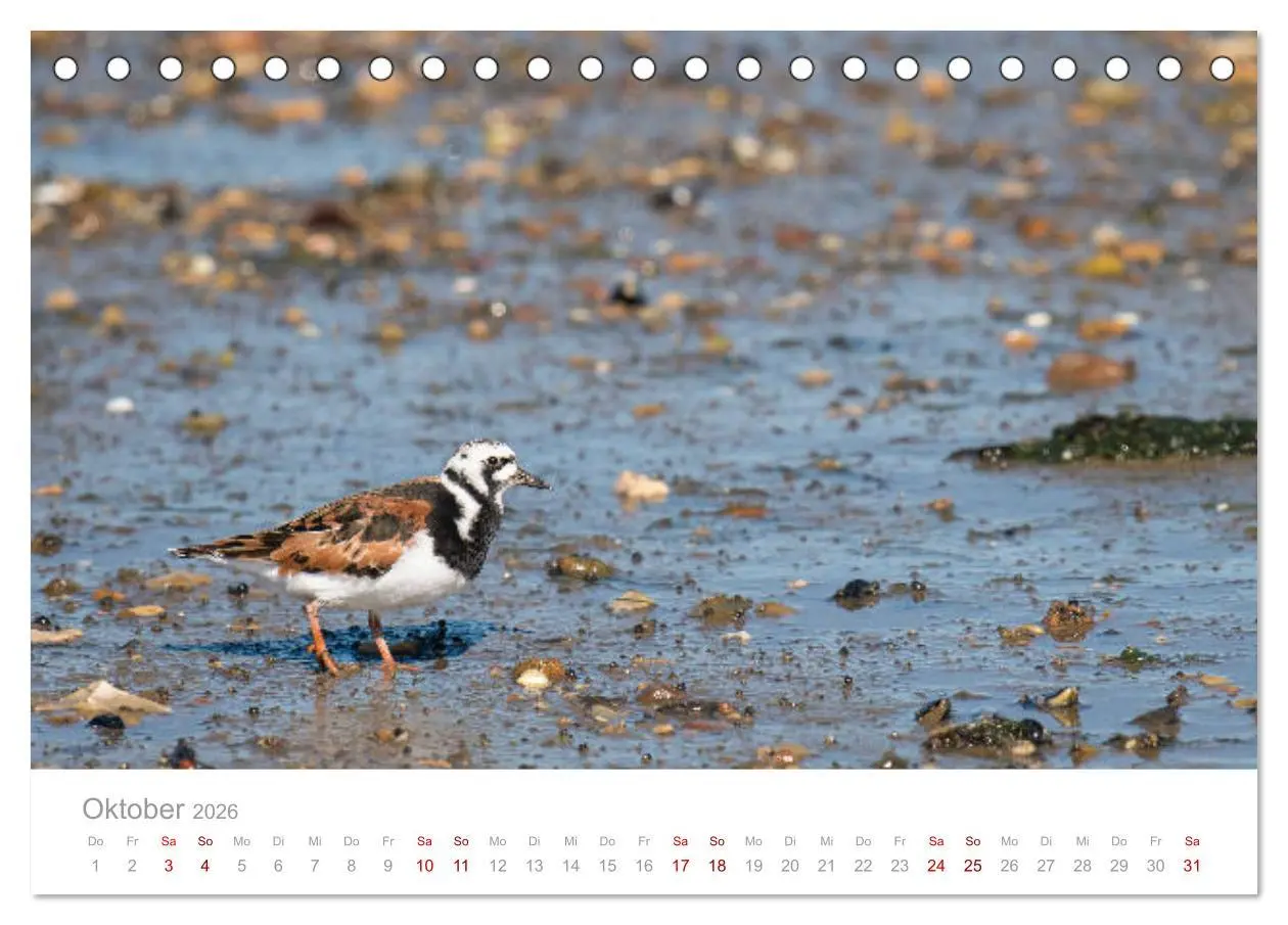 Bild: 9783457644997 | Limikolen - Watvögel an Nord- und Ostseeküste (Tischkalender 2026...