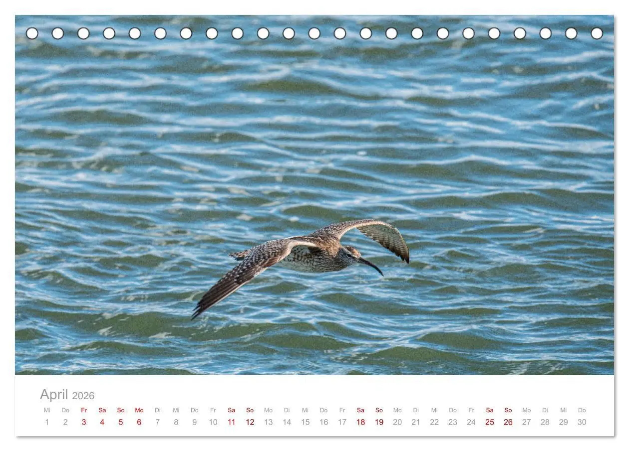 Bild: 9783457644997 | Limikolen - Watvögel an Nord- und Ostseeküste (Tischkalender 2026...