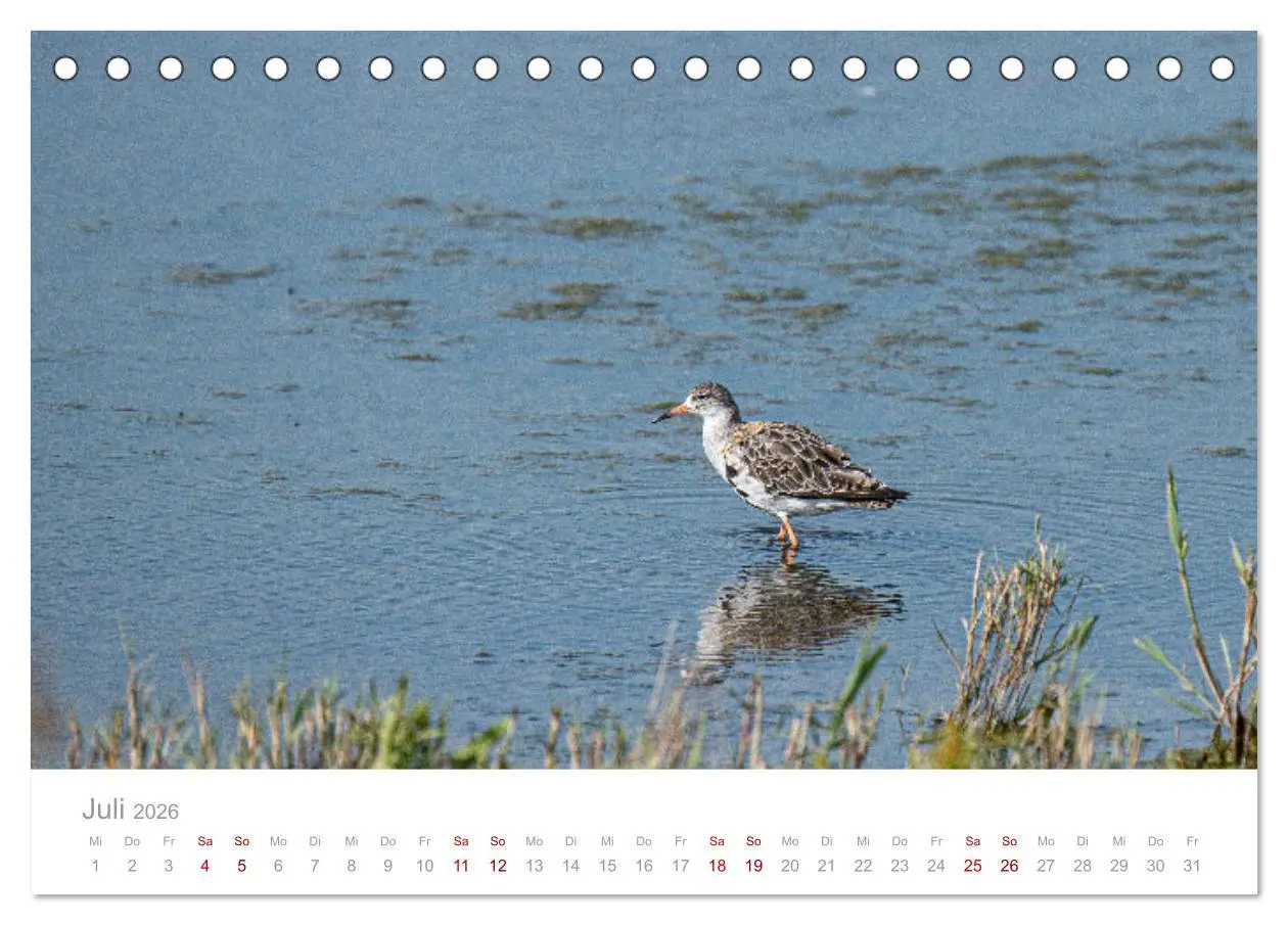 Bild: 9783457644997 | Limikolen - Watvögel an Nord- und Ostseeküste (Tischkalender 2026...