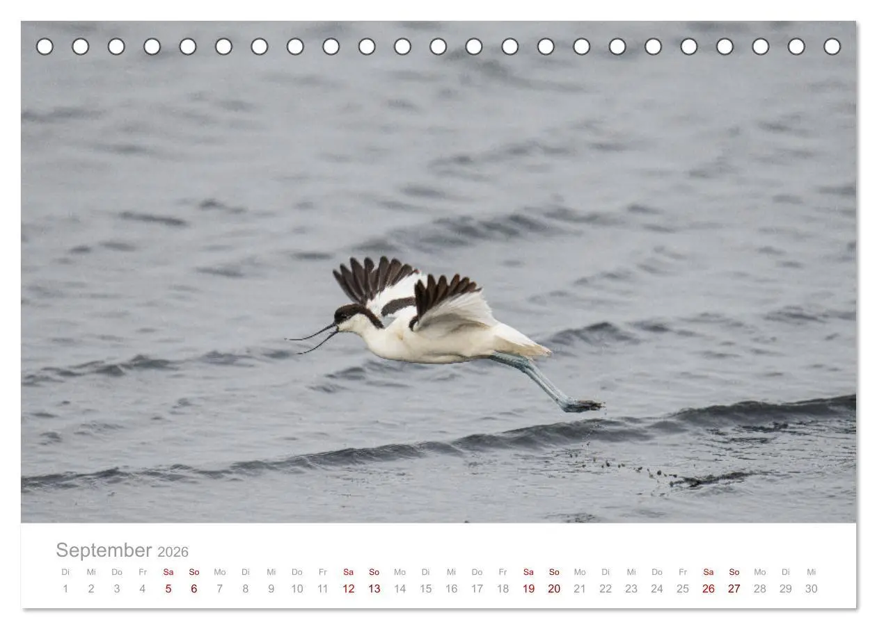 Bild: 9783457644997 | Limikolen - Watvögel an Nord- und Ostseeküste (Tischkalender 2026...