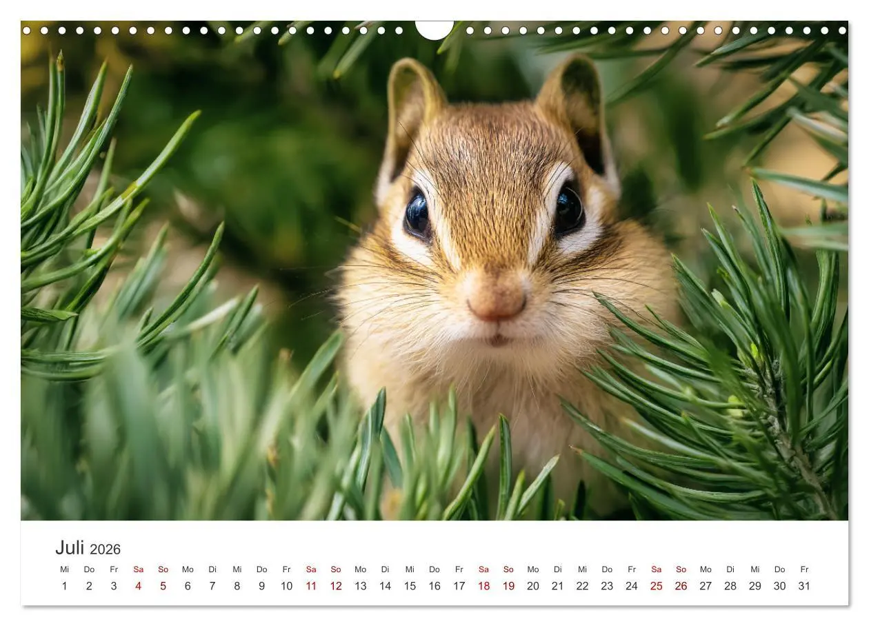 Bild: 9783516284997 | Backen voll - Ein Jahr mit Streifenhörnchen (Wandkalender 2026 DIN...