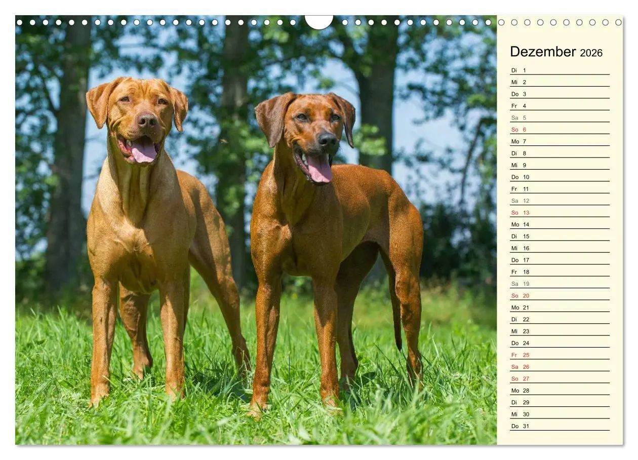 Bild: 9783516005097 | Rhodesian Ridgeback 2026 (Wandkalender 2026 DIN A3 quer), CALVENDO...