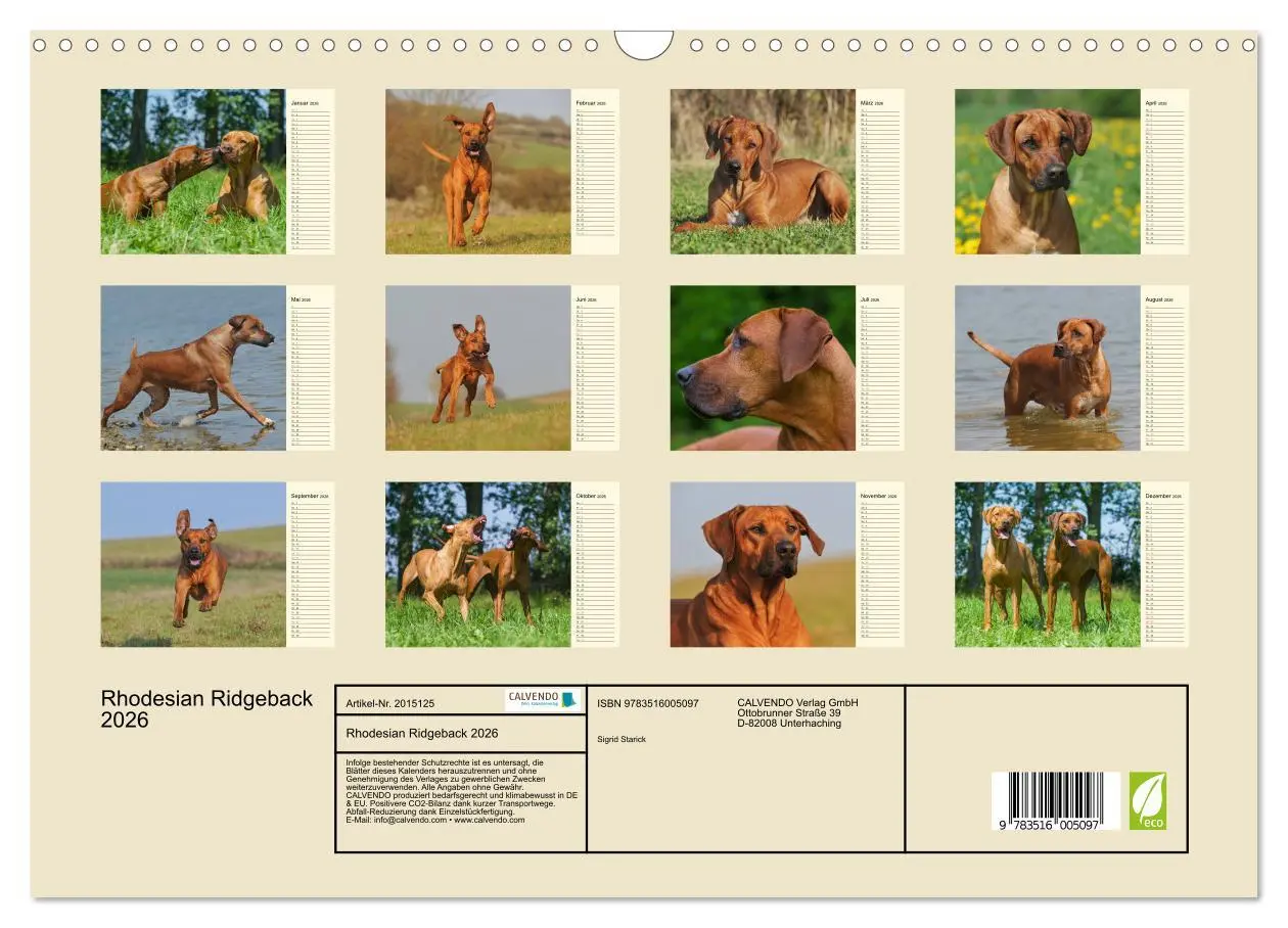 Bild: 9783516005097 | Rhodesian Ridgeback 2026 (Wandkalender 2026 DIN A3 quer), CALVENDO...