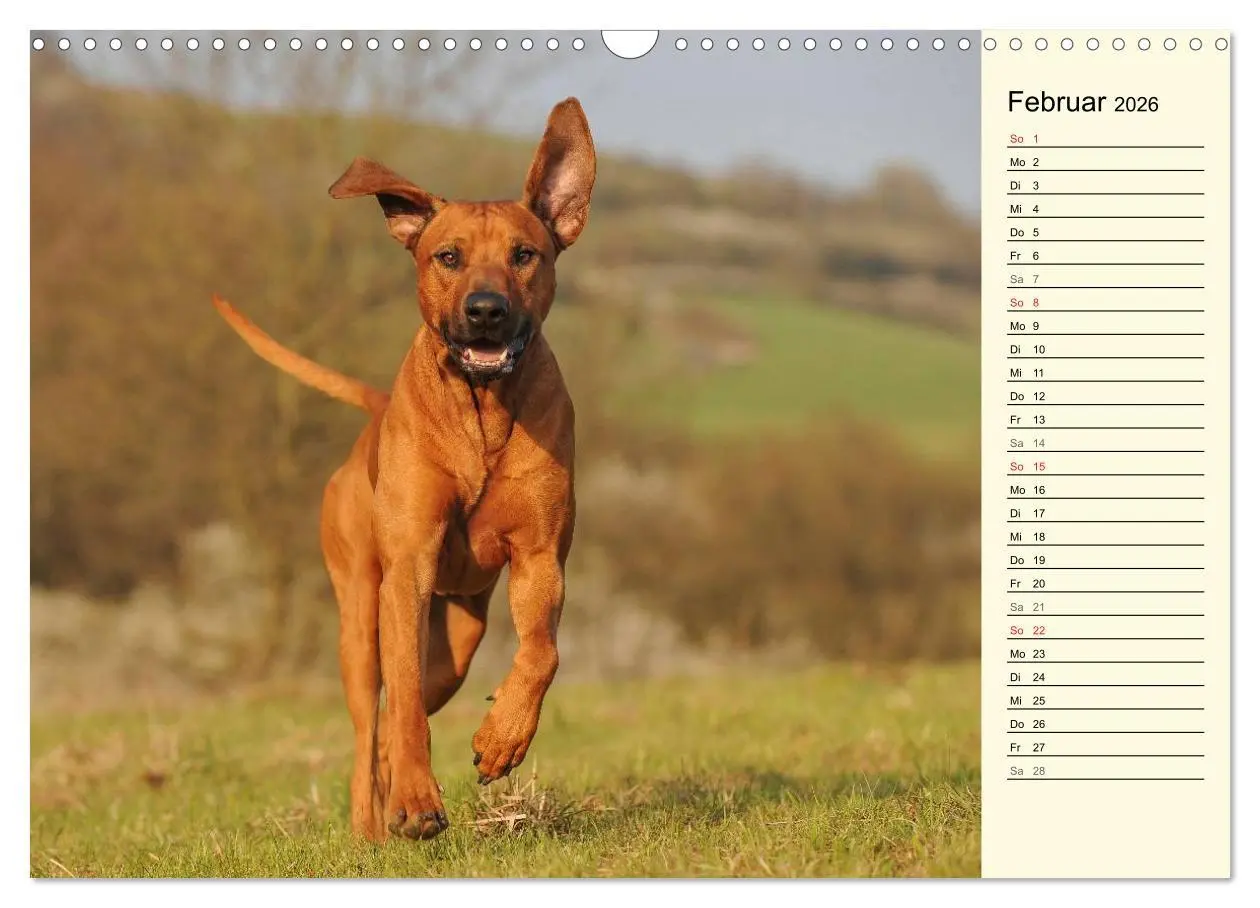Bild: 9783516005097 | Rhodesian Ridgeback 2026 (Wandkalender 2026 DIN A3 quer), CALVENDO...