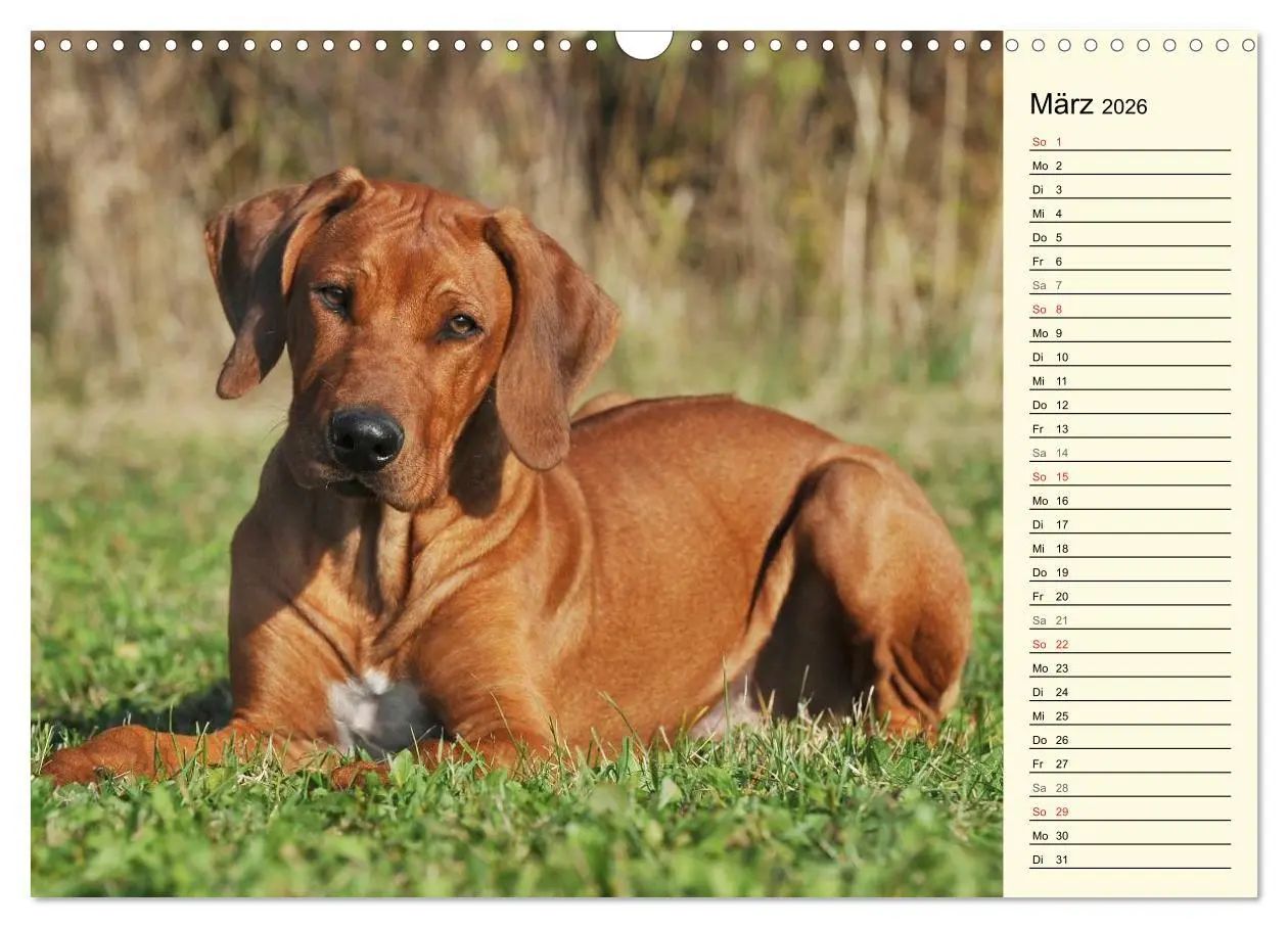 Bild: 9783516005097 | Rhodesian Ridgeback 2026 (Wandkalender 2026 DIN A3 quer), CALVENDO...