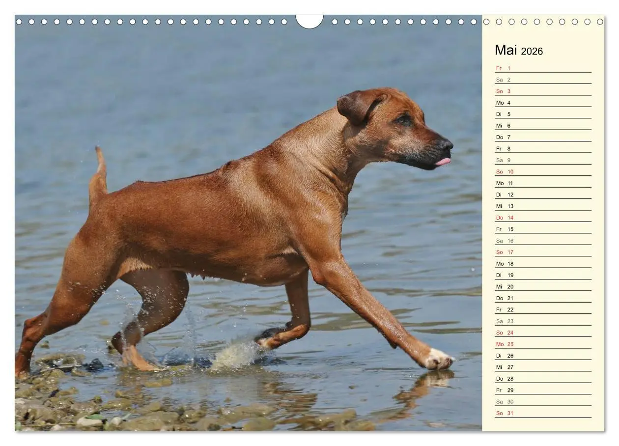 Bild: 9783516005097 | Rhodesian Ridgeback 2026 (Wandkalender 2026 DIN A3 quer), CALVENDO...