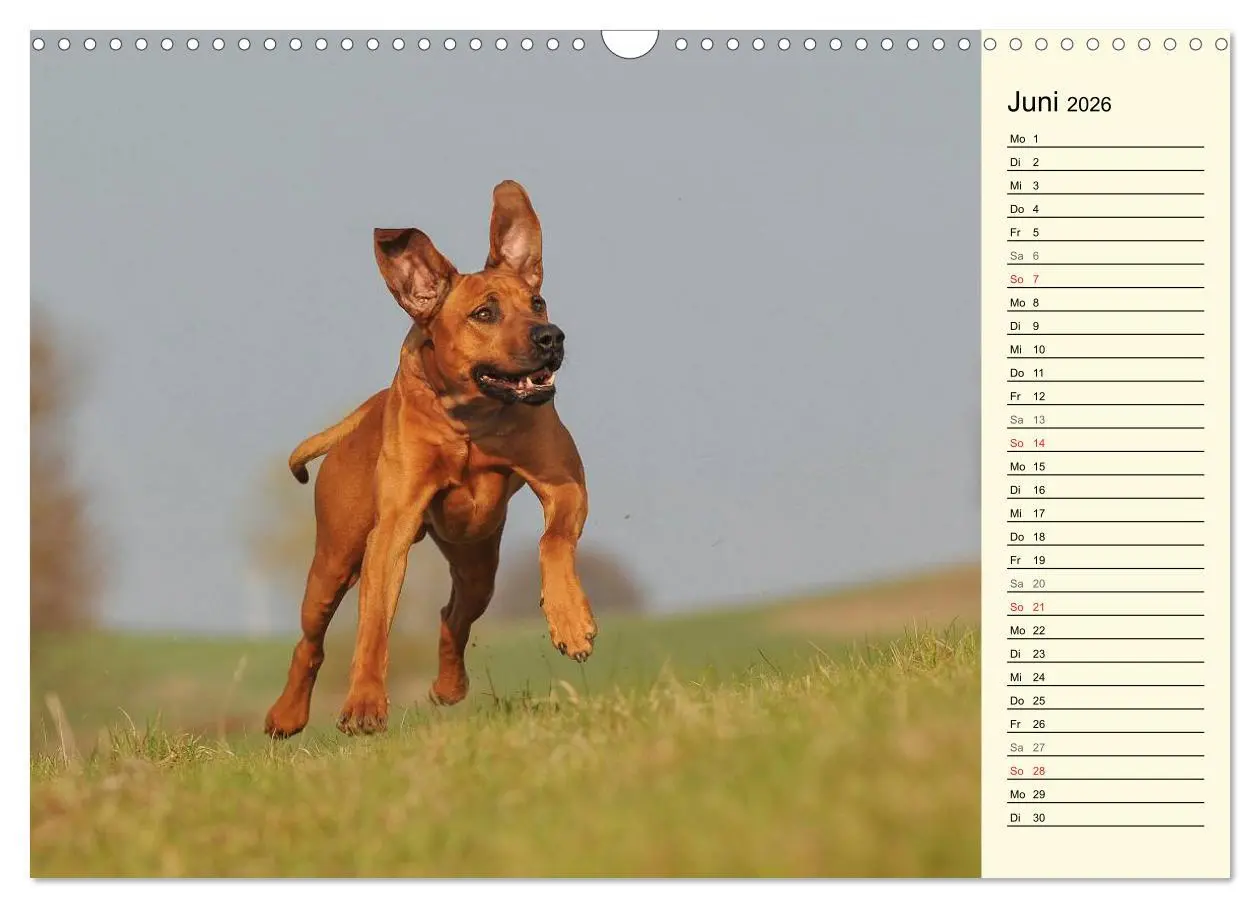 Bild: 9783516005097 | Rhodesian Ridgeback 2026 (Wandkalender 2026 DIN A3 quer), CALVENDO...