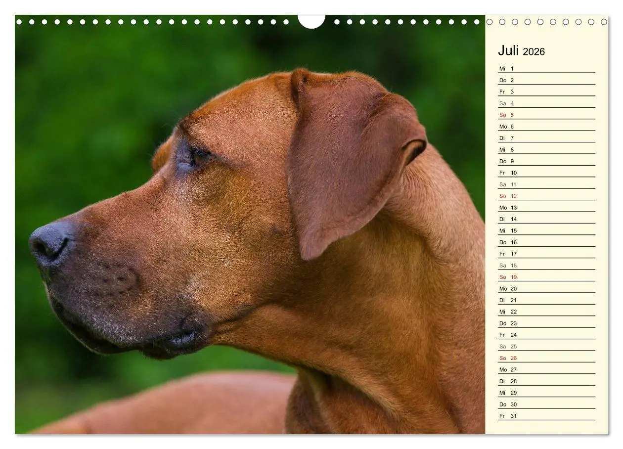Bild: 9783516005097 | Rhodesian Ridgeback 2026 (Wandkalender 2026 DIN A3 quer), CALVENDO...