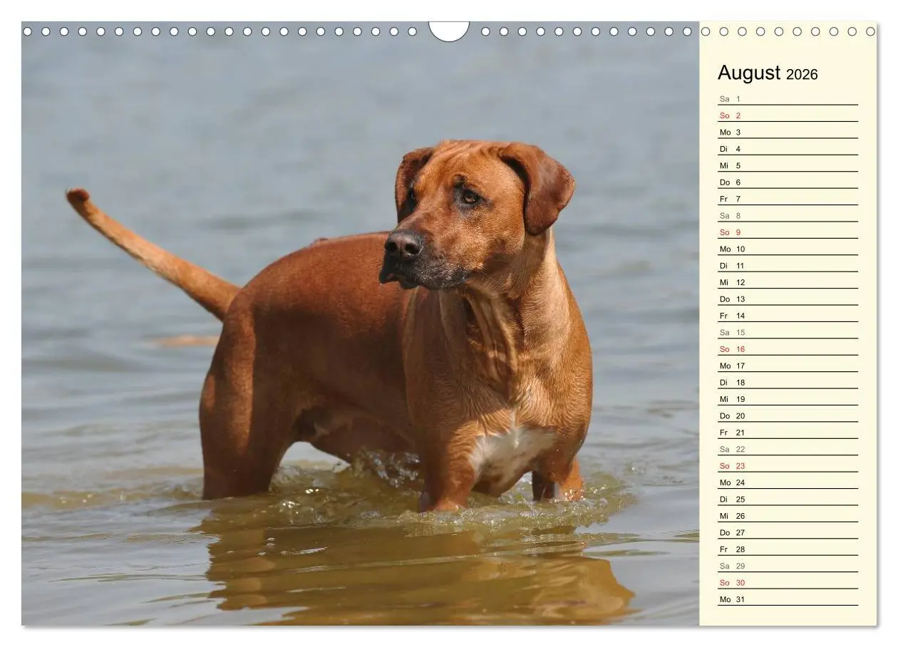 Bild: 9783516005097 | Rhodesian Ridgeback 2026 (Wandkalender 2026 DIN A3 quer), CALVENDO...