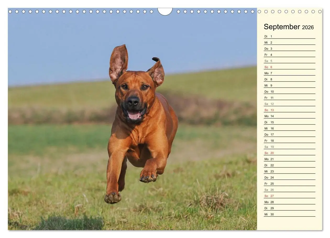 Bild: 9783516005097 | Rhodesian Ridgeback 2026 (Wandkalender 2026 DIN A3 quer), CALVENDO...