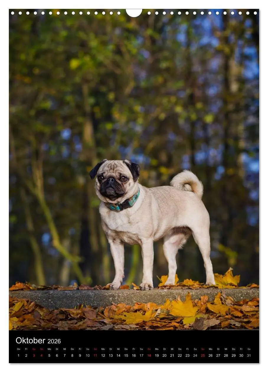 Bild: 9783516485097 | Das Mops-Jahr 2026 (Wandkalender 2026 DIN A3 hoch), CALVENDO...