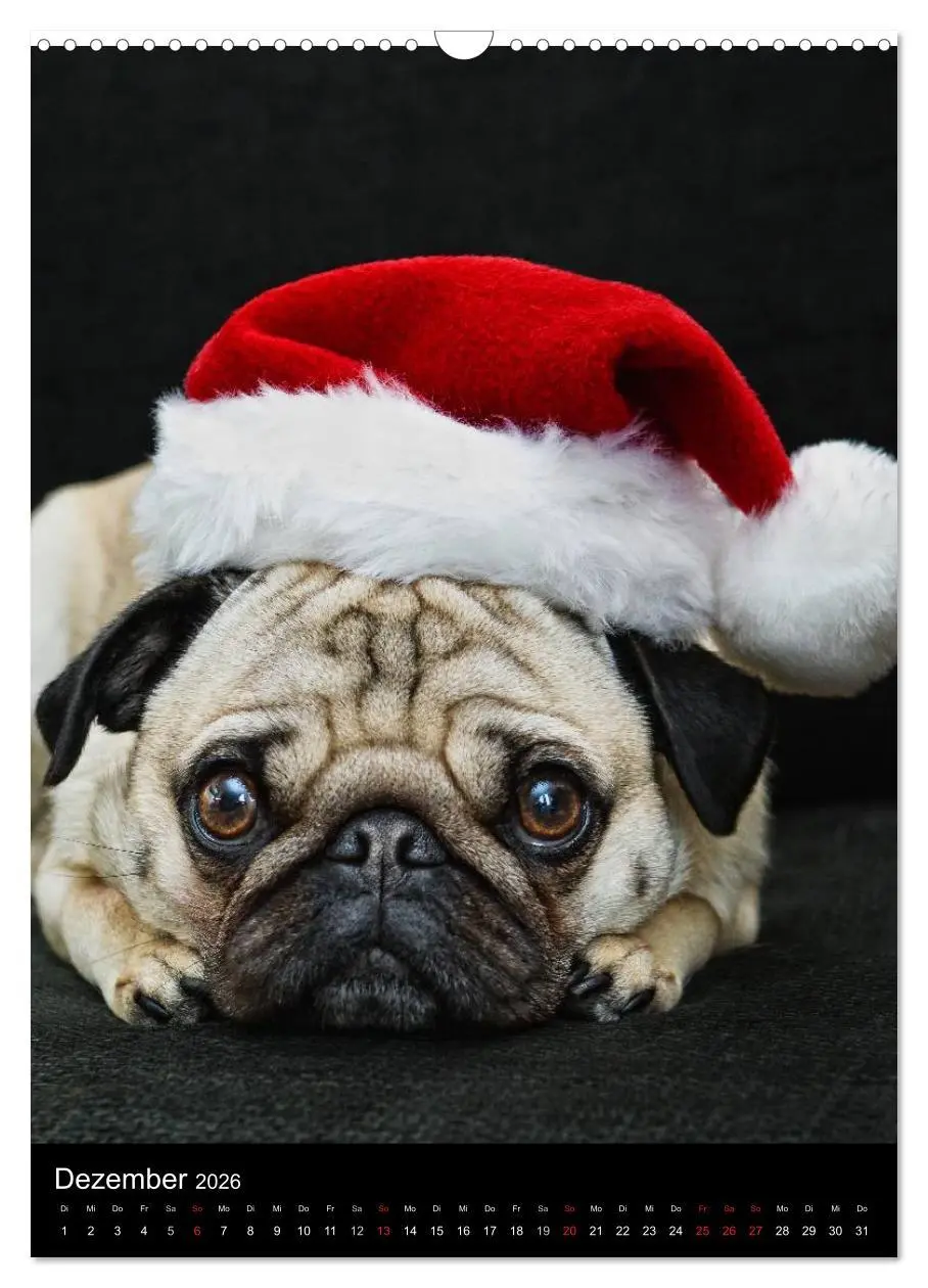 Bild: 9783516485097 | Das Mops-Jahr 2026 (Wandkalender 2026 DIN A3 hoch), CALVENDO...