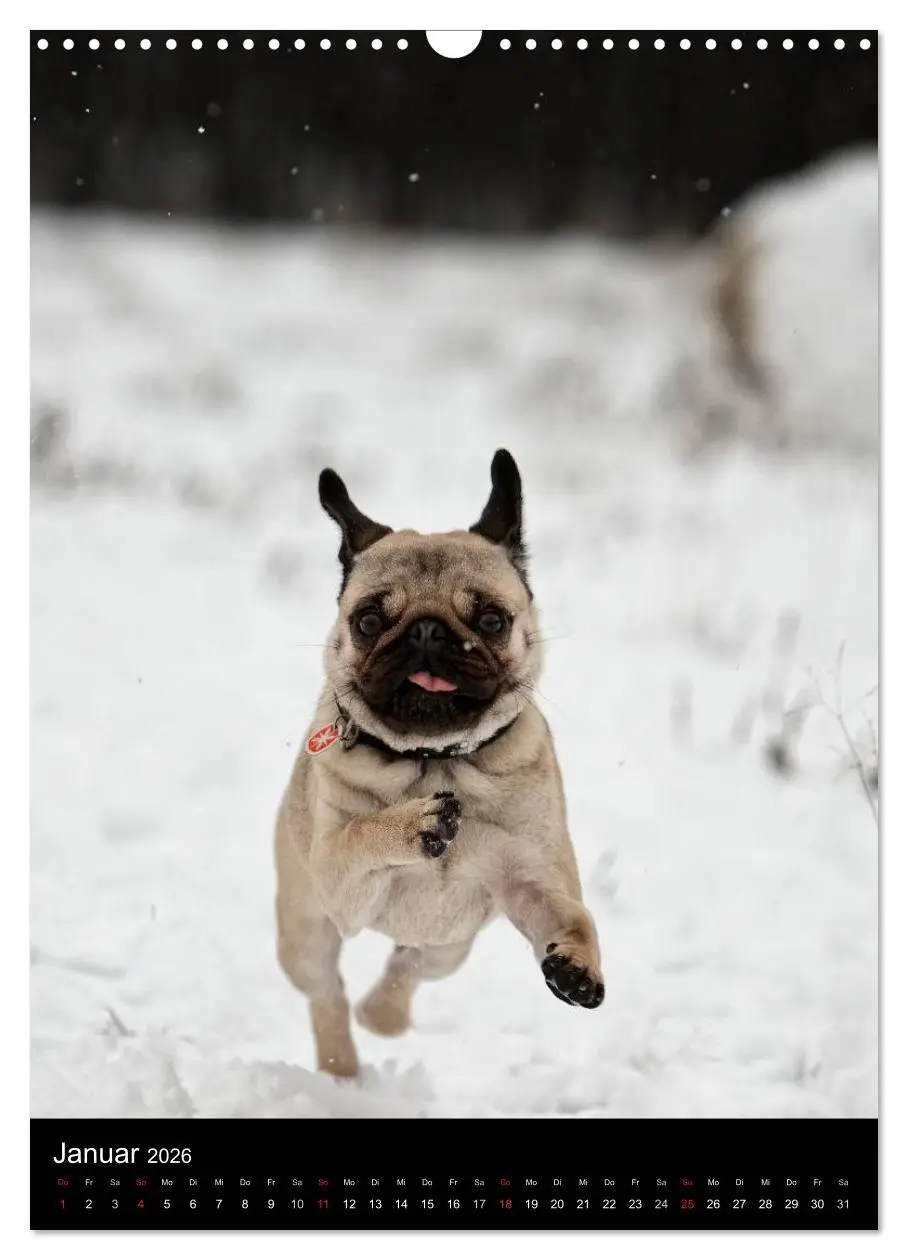Bild: 9783516485097 | Das Mops-Jahr 2026 (Wandkalender 2026 DIN A3 hoch), CALVENDO...
