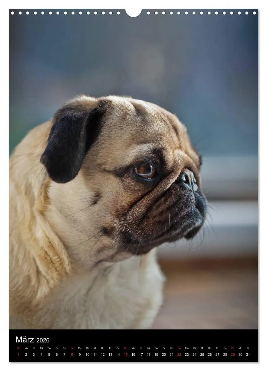 Bild: 9783516485097 | Das Mops-Jahr 2026 (Wandkalender 2026 DIN A3 hoch), CALVENDO...