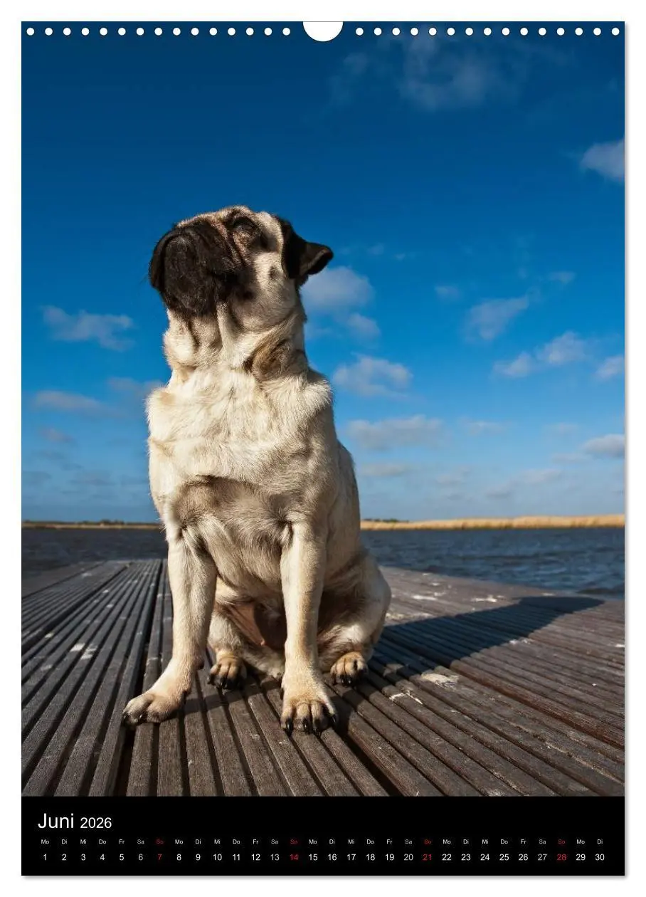 Bild: 9783516485097 | Das Mops-Jahr 2026 (Wandkalender 2026 DIN A3 hoch), CALVENDO...