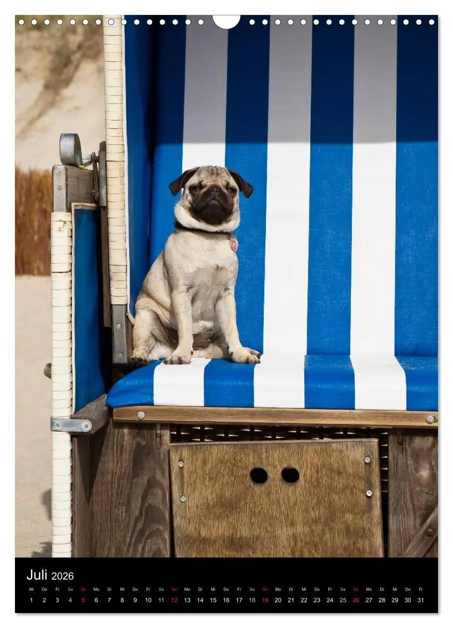 Bild: 9783516485097 | Das Mops-Jahr 2026 (Wandkalender 2026 DIN A3 hoch), CALVENDO...