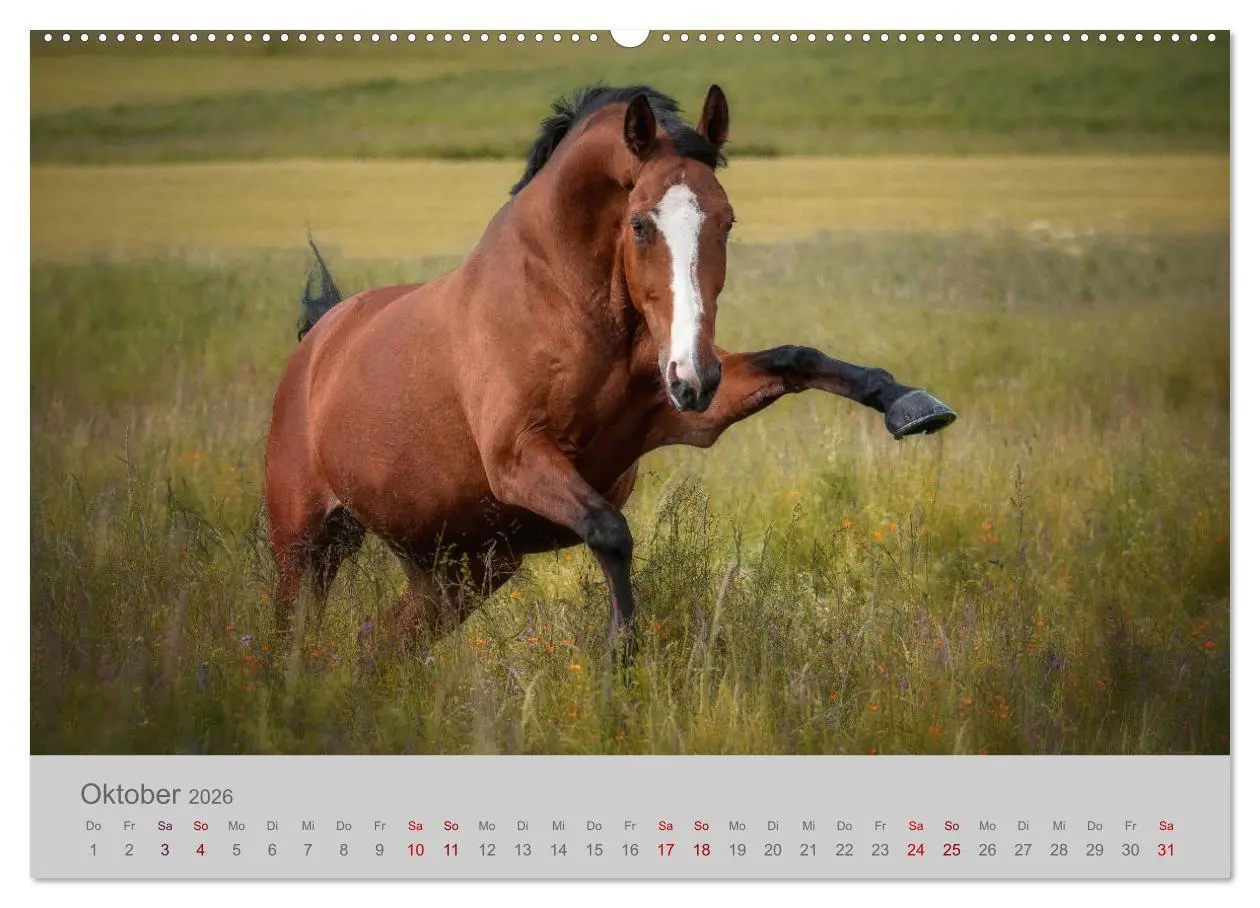 Bild: 9783457755297 | Pferde - Anmut, Eleganz, Magie (hochwertiger Premium Wandkalender...