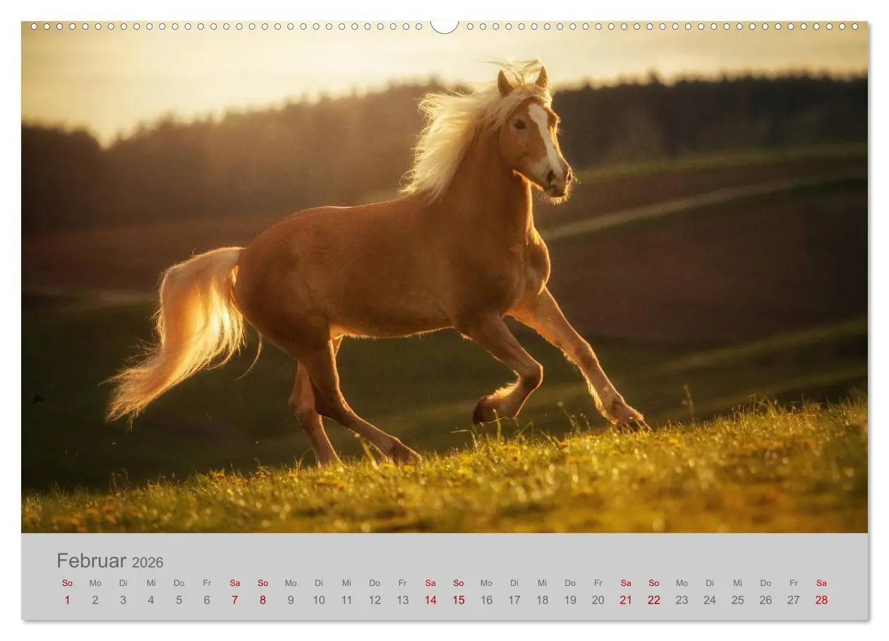 Bild: 9783457755297 | Pferde - Anmut, Eleganz, Magie (hochwertiger Premium Wandkalender...