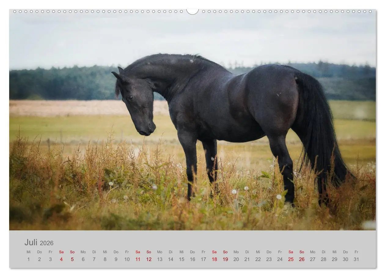 Bild: 9783457755297 | Pferde - Anmut, Eleganz, Magie (hochwertiger Premium Wandkalender...