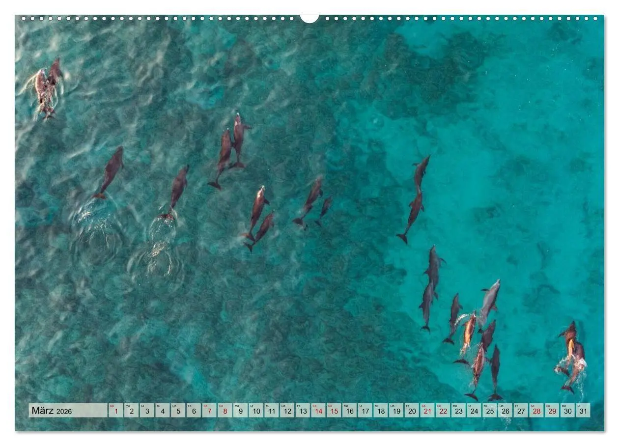 Bild: 9783516695397 | SOKOTRA - Magische Insel (Wandkalender 2026 DIN A2 quer), CALVENDO...