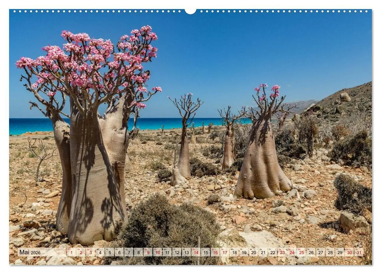 Bild: 9783516695397 | SOKOTRA - Magische Insel (Wandkalender 2026 DIN A2 quer), CALVENDO...