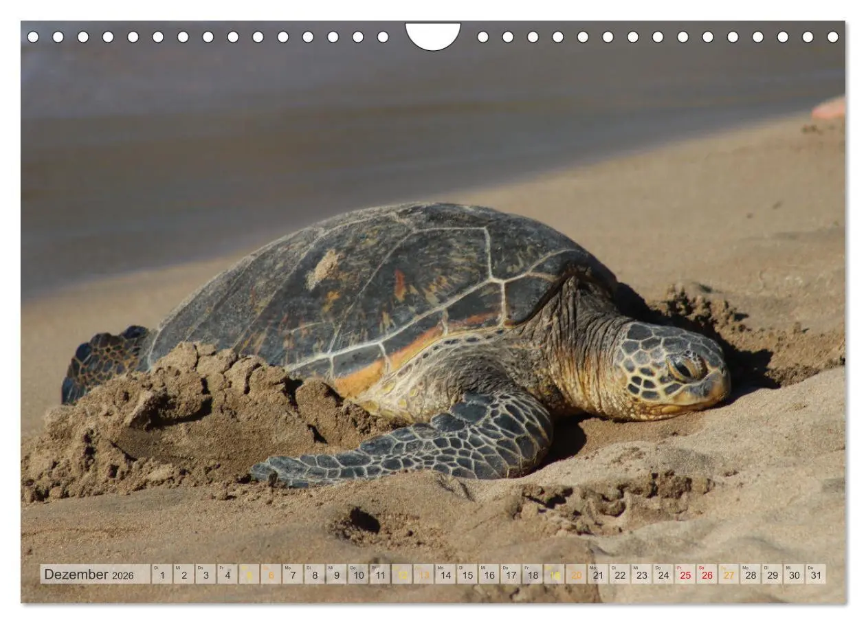 Bild: 9783457665497 | Hawaii, Maui und Big Island (Wandkalender 2026 DIN A4 quer),...