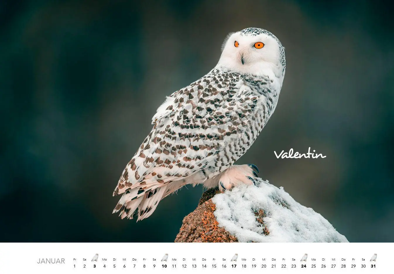 Bild: 9783960585497 | Eulen Kalender 2027 | J. -L. Hubert Klein | Kalender | 14 S. | Deutsch