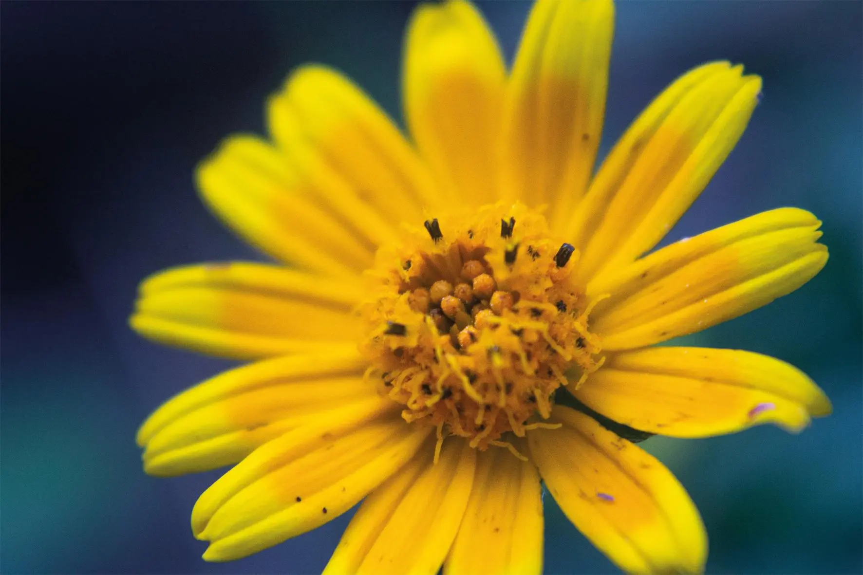Bild: 9783961715497 | Floramour: Wild Flowers | Anja Klaffenbach | Buch | 208 S. | Deutsch