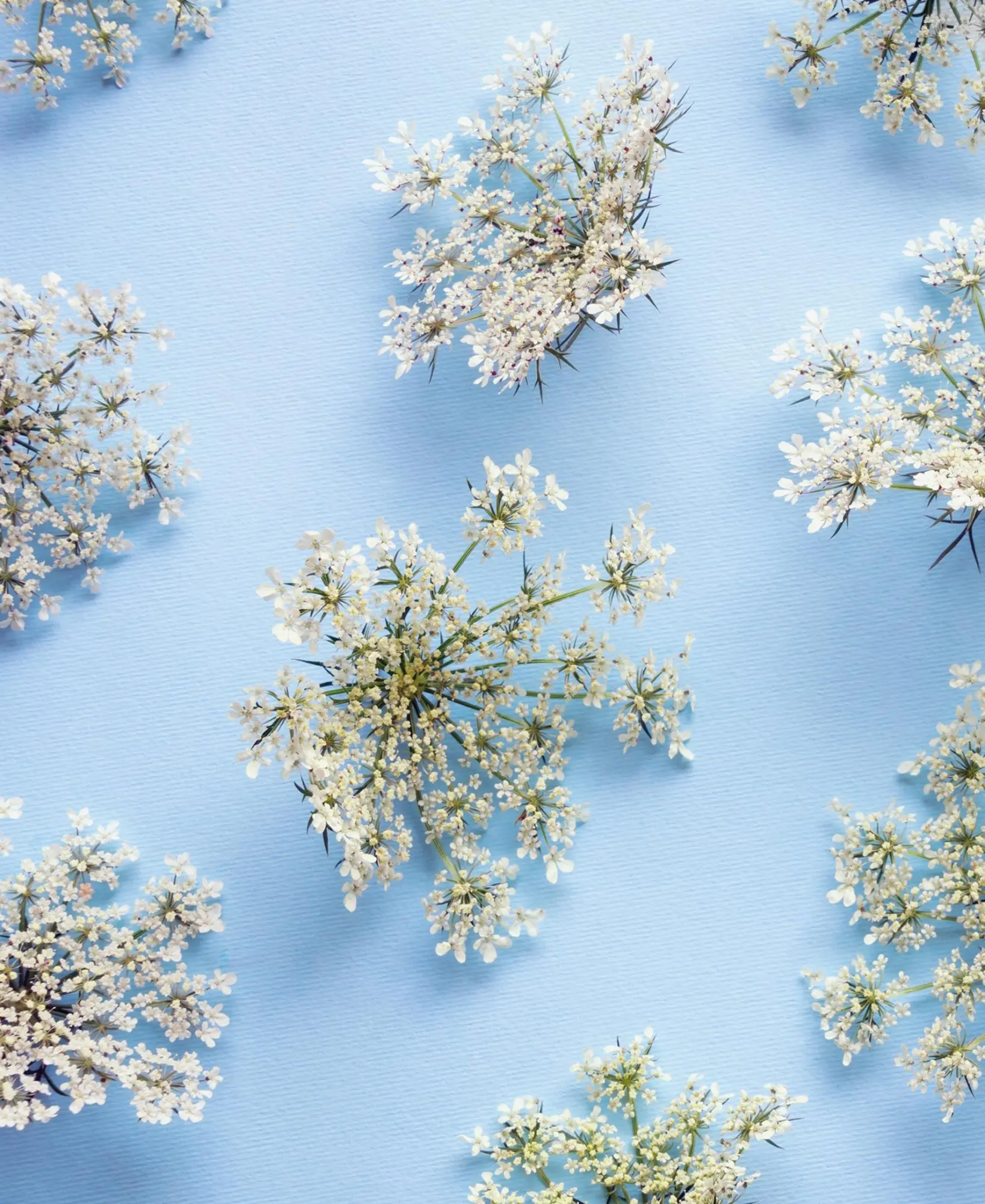 Bild: 9783961715497 | Floramour: Wild Flowers | Anja Klaffenbach | Buch | 208 S. | Deutsch