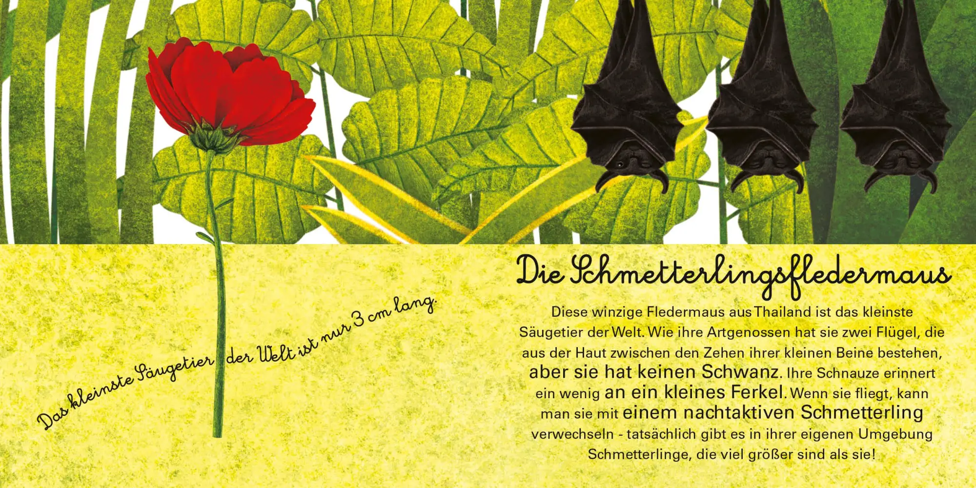 Bild: 9788863125597 | Das große Buch der riesigen Tiere. Das kleine Buch der winzigen Tiere