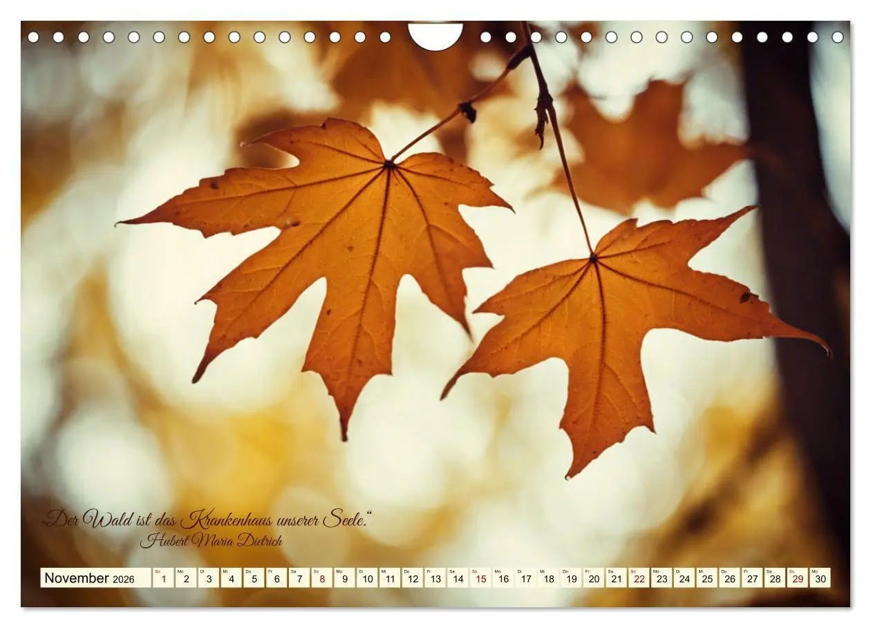 Bild: 9783457335697 | Waldbaden - Shinrin Yoku (Wandkalender 2026 DIN A4 quer), CALVENDO...