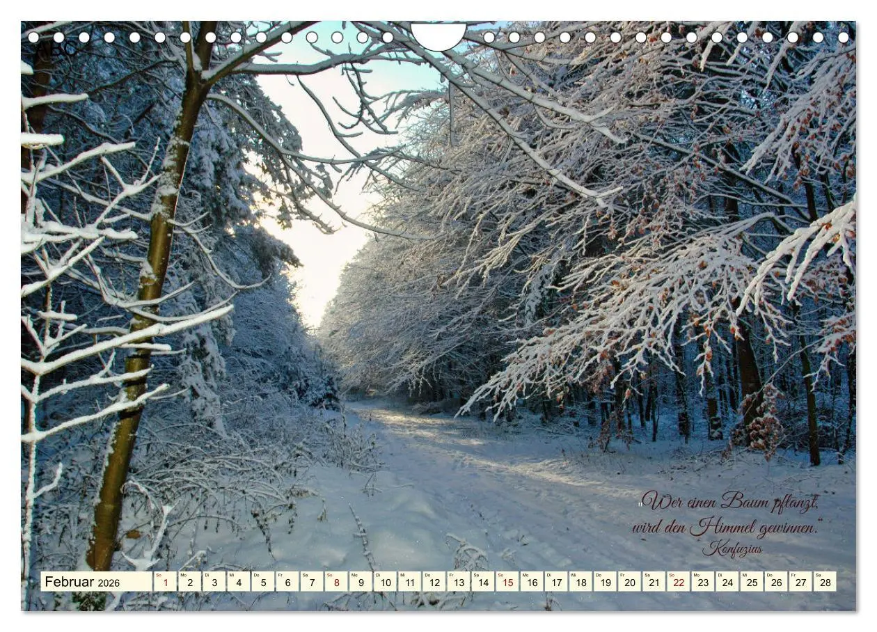 Bild: 9783457335697 | Waldbaden - Shinrin Yoku (Wandkalender 2026 DIN A4 quer), CALVENDO...