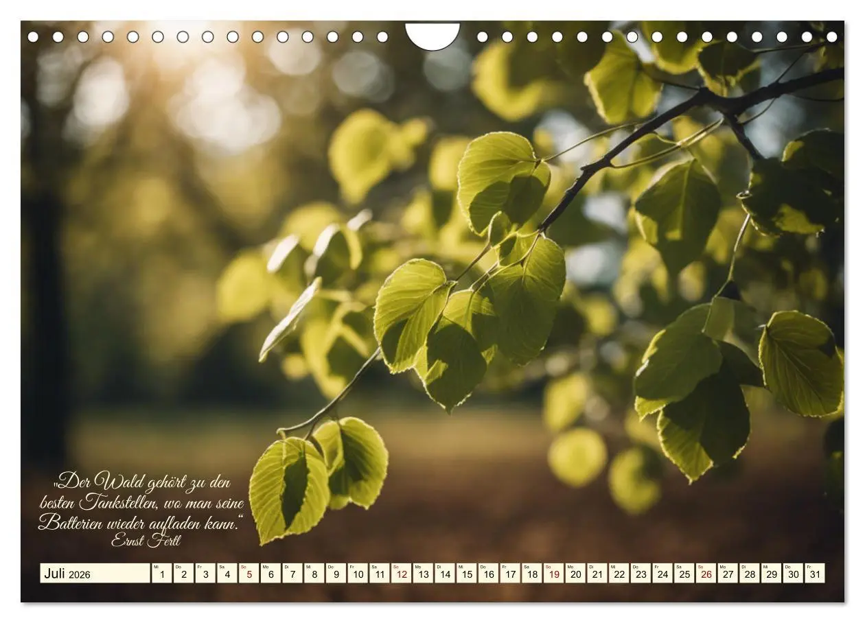 Bild: 9783457335697 | Waldbaden - Shinrin Yoku (Wandkalender 2026 DIN A4 quer), CALVENDO...