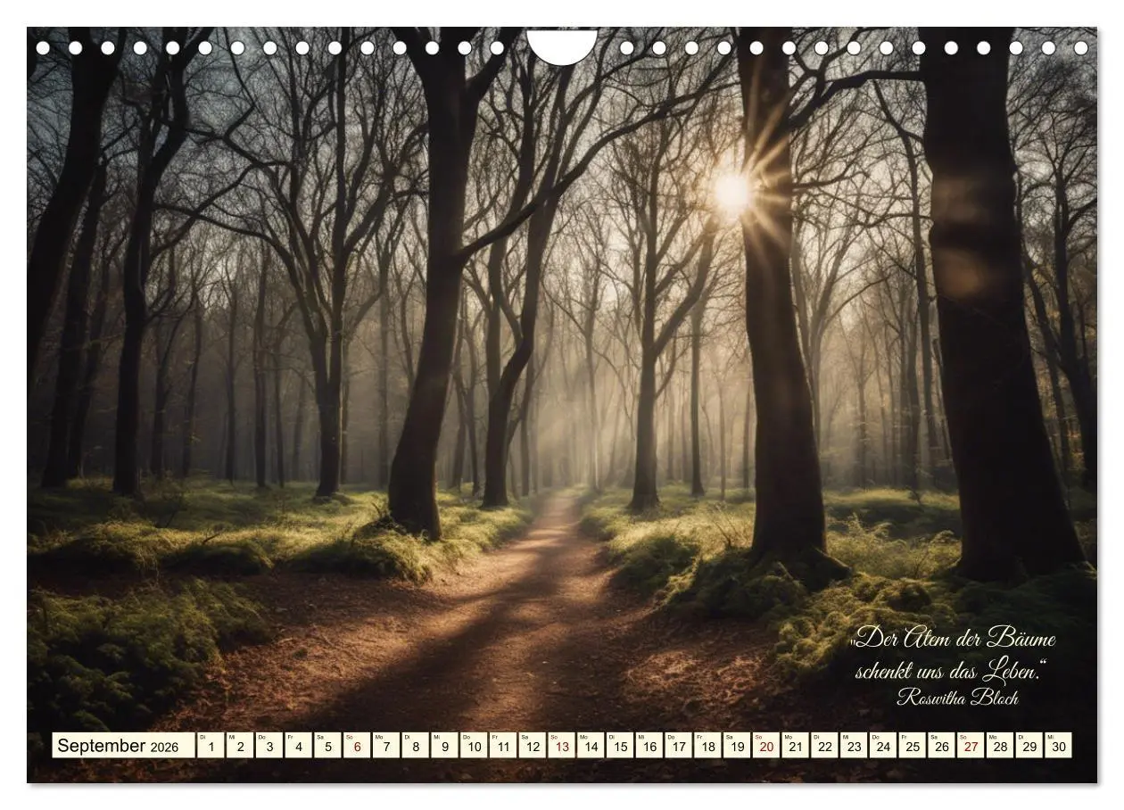 Bild: 9783457335697 | Waldbaden - Shinrin Yoku (Wandkalender 2026 DIN A4 quer), CALVENDO...