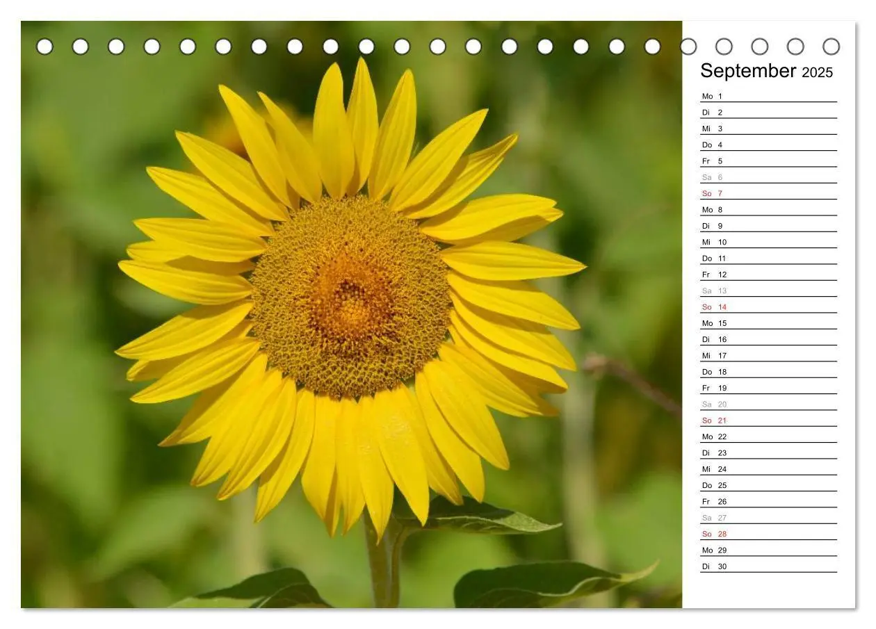 Bild: 9783435475797 | Ein Jahr lang Sonnenblumen (Tischkalender 2025 DIN A5 quer),...