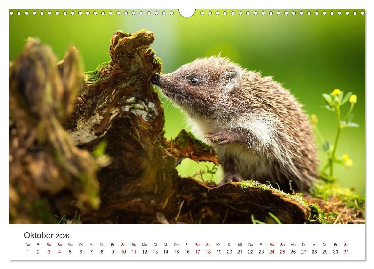 Bild: 9783457565797 | Igel - Niedliche kleine Stachelritter (Wandkalender 2026 DIN A3...